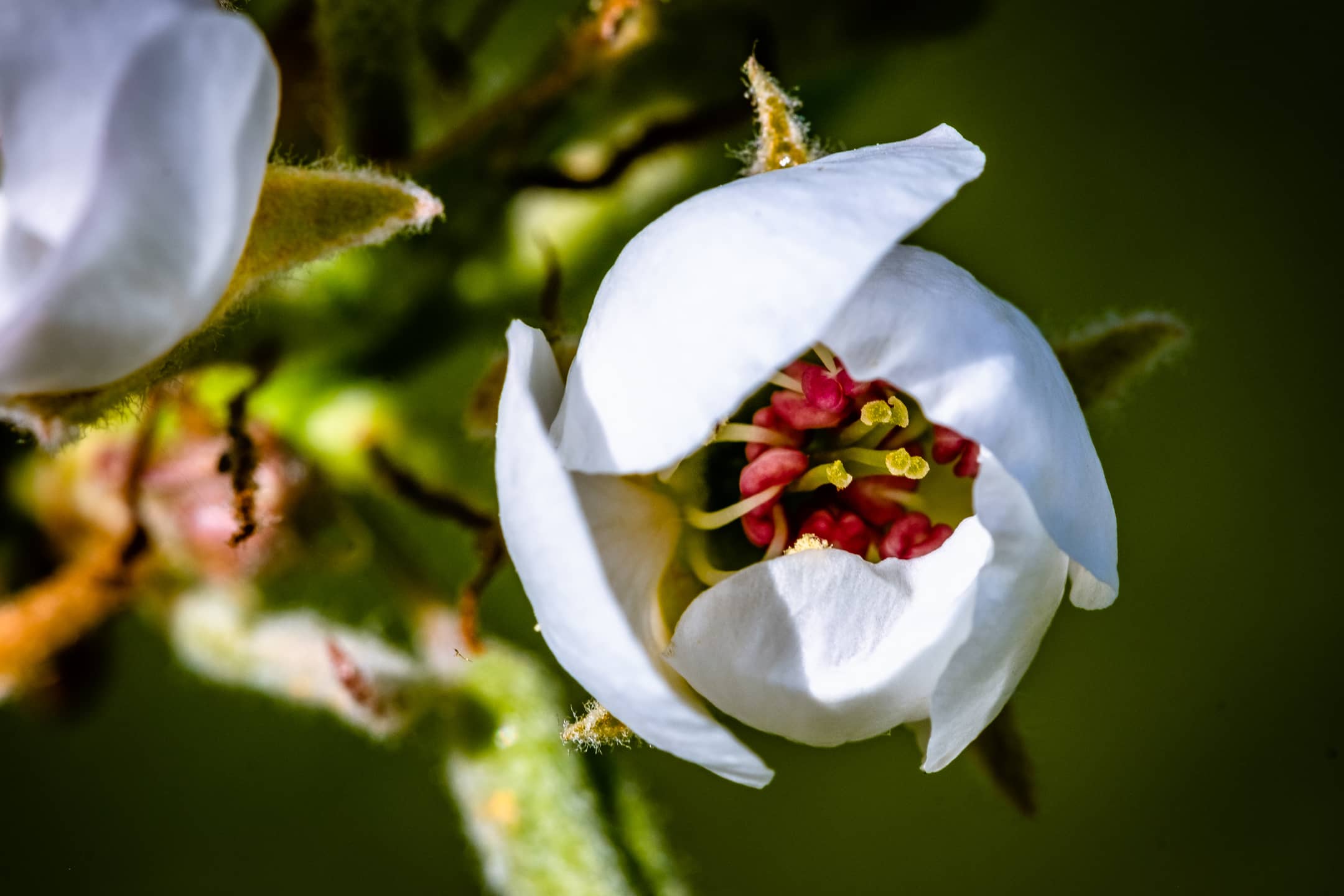 Apfelblüte